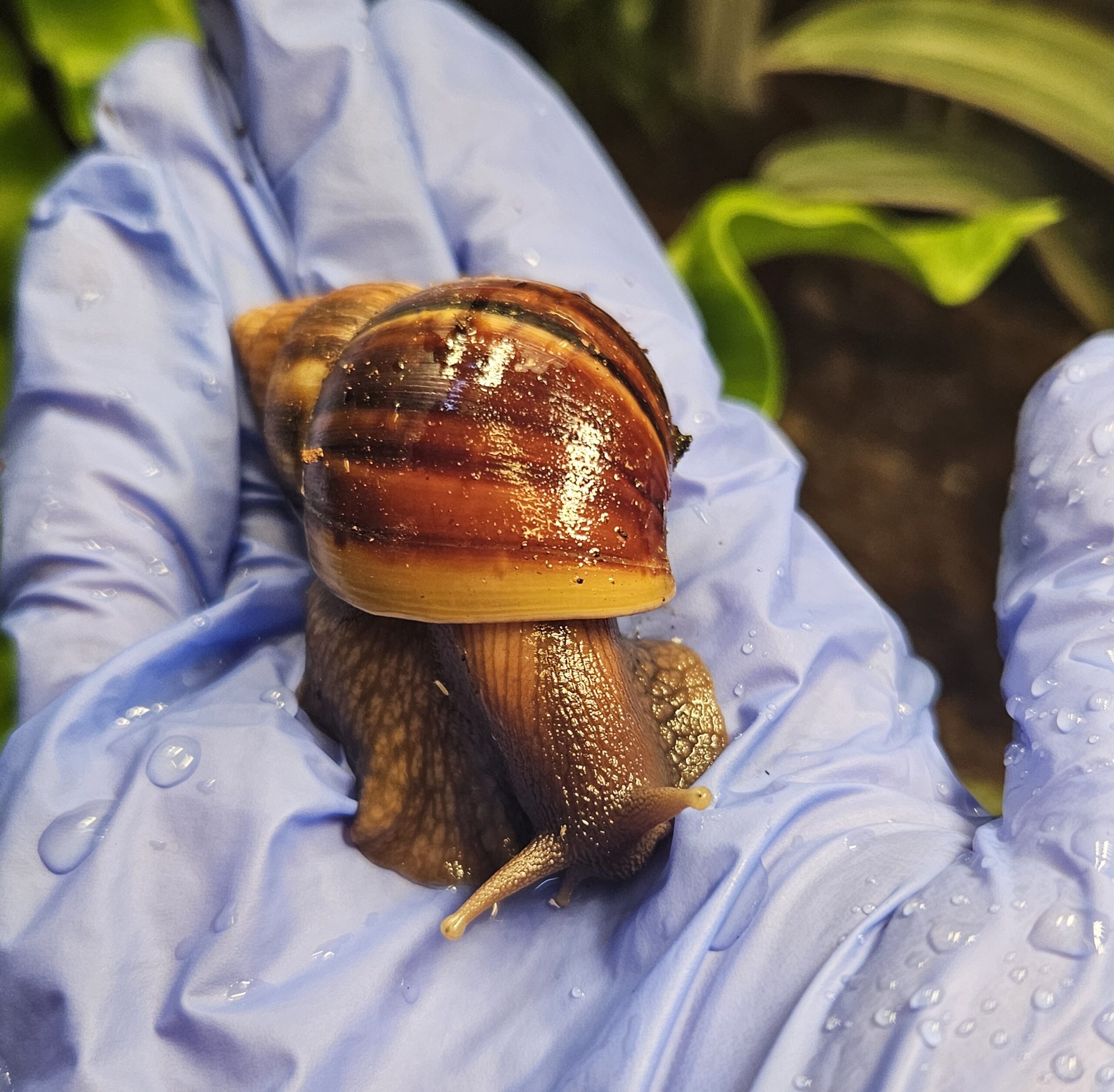 Giant African Land Snails