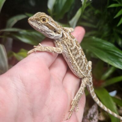 CB26 Wild Type Bearded Dragon