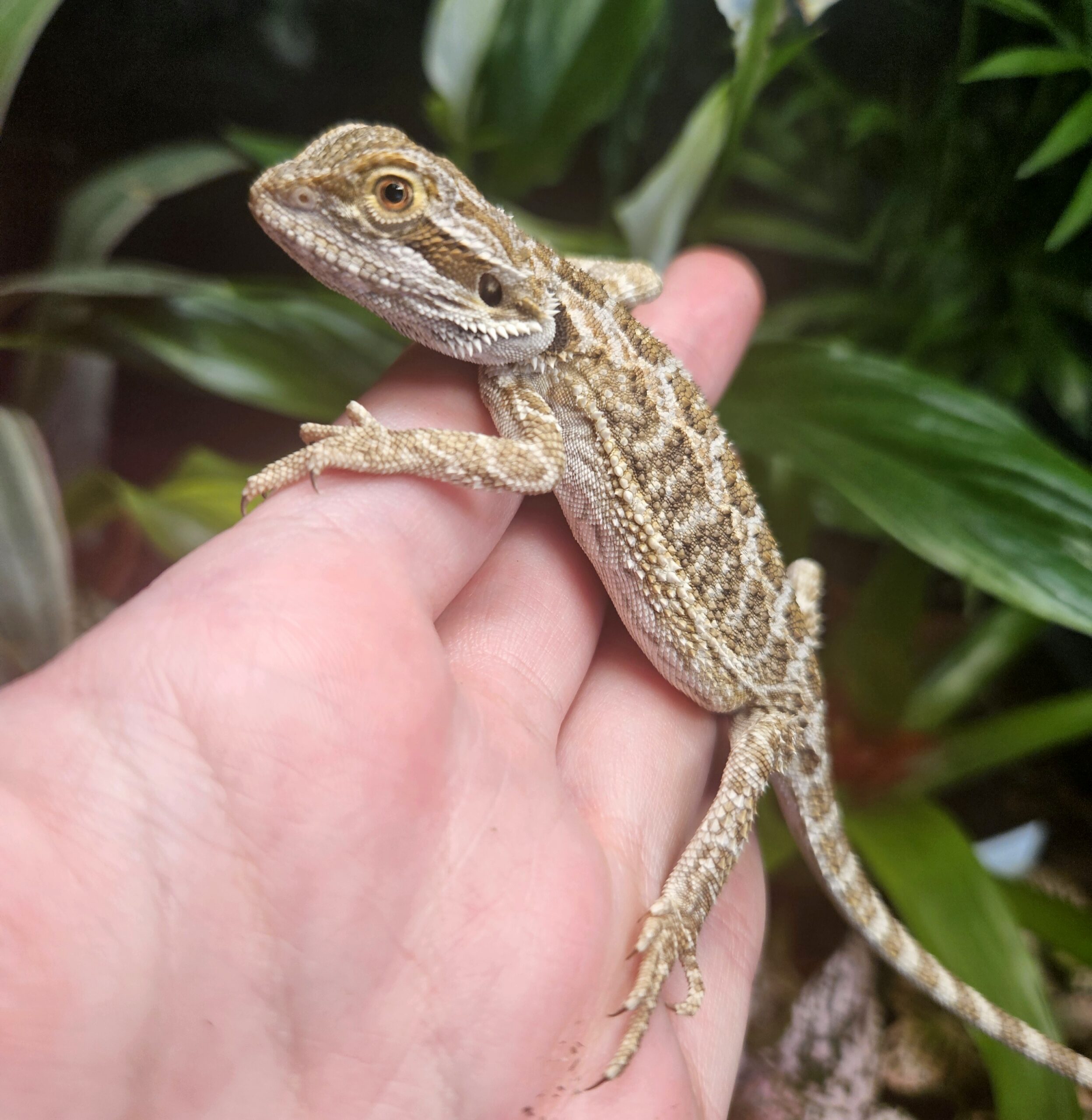 CB26 Wild Type Bearded Dragon