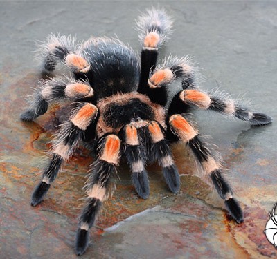 B_smithi_A1