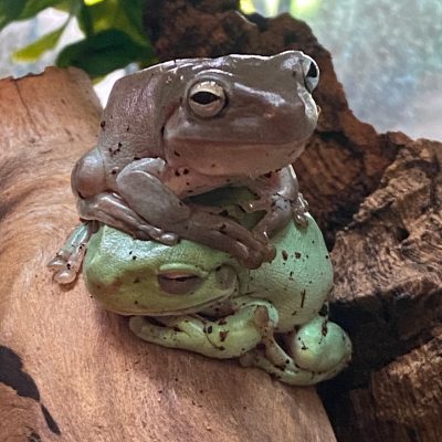 CB26 Whites Tree Frogs (Pair)