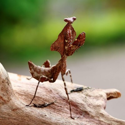 Dead-leaf-mantis-deroplatys-nymph-scaled-e1677433766377-600x600-1