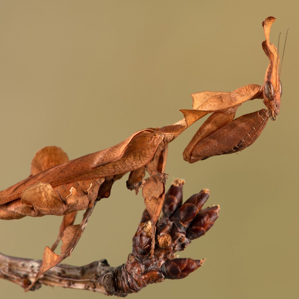 Ghost Mantis (Phyllocrania paradoxa)