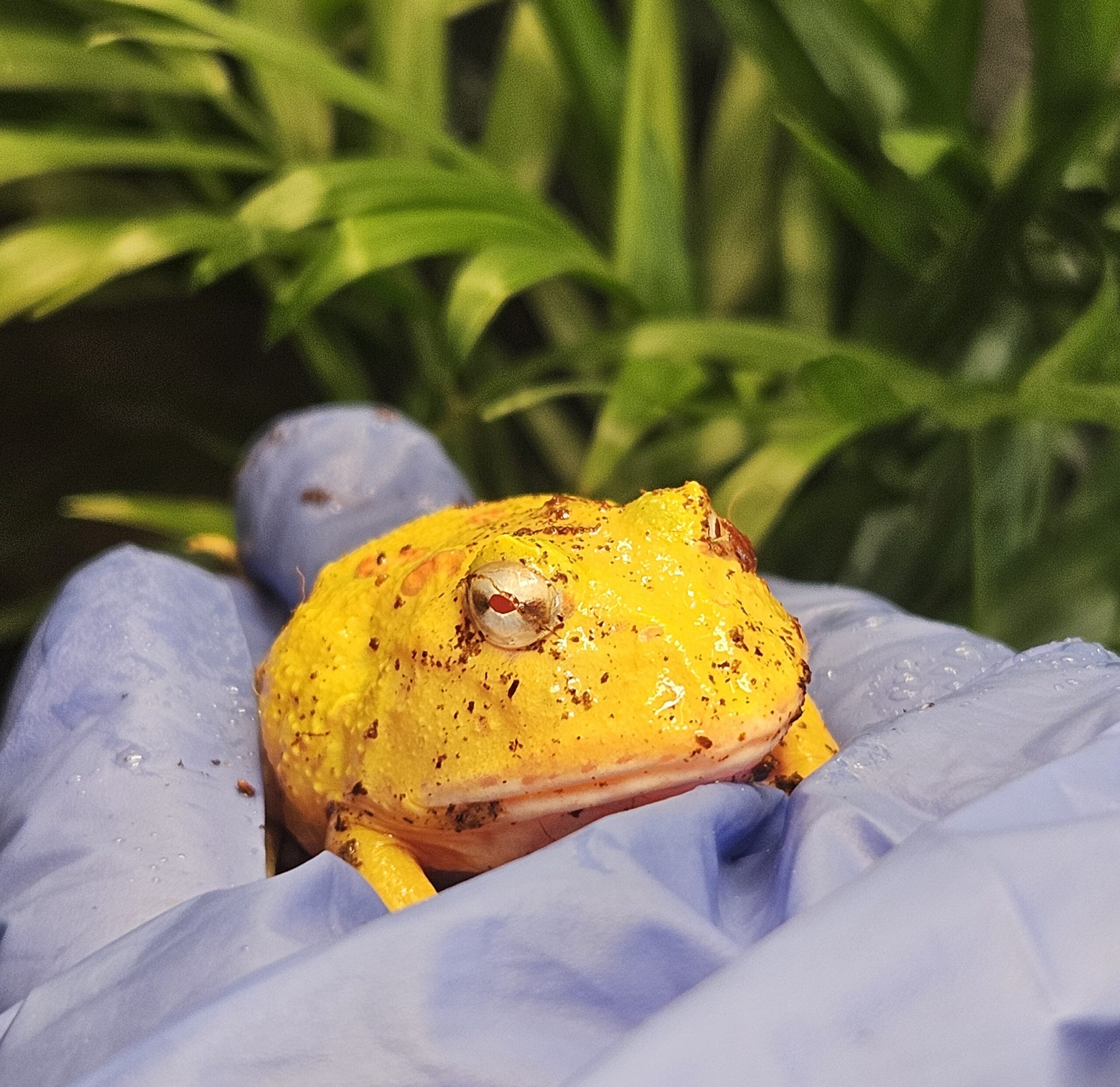 Pikachu Pacman Frog