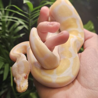 CB24 Albino Royal Python