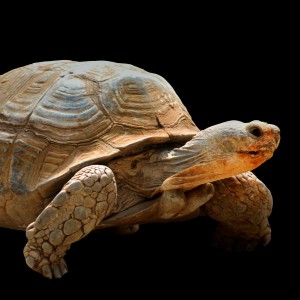 free-photo-of-turtle-on-black-background