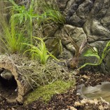 bio-life-forest-set-up-image-1