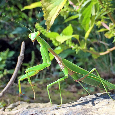 Chinese Reddish Mantis (Hierodula chinensis)