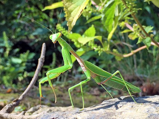 Hierodula_chinensis