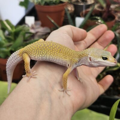 CB26 Leucistic Leopard Gecko