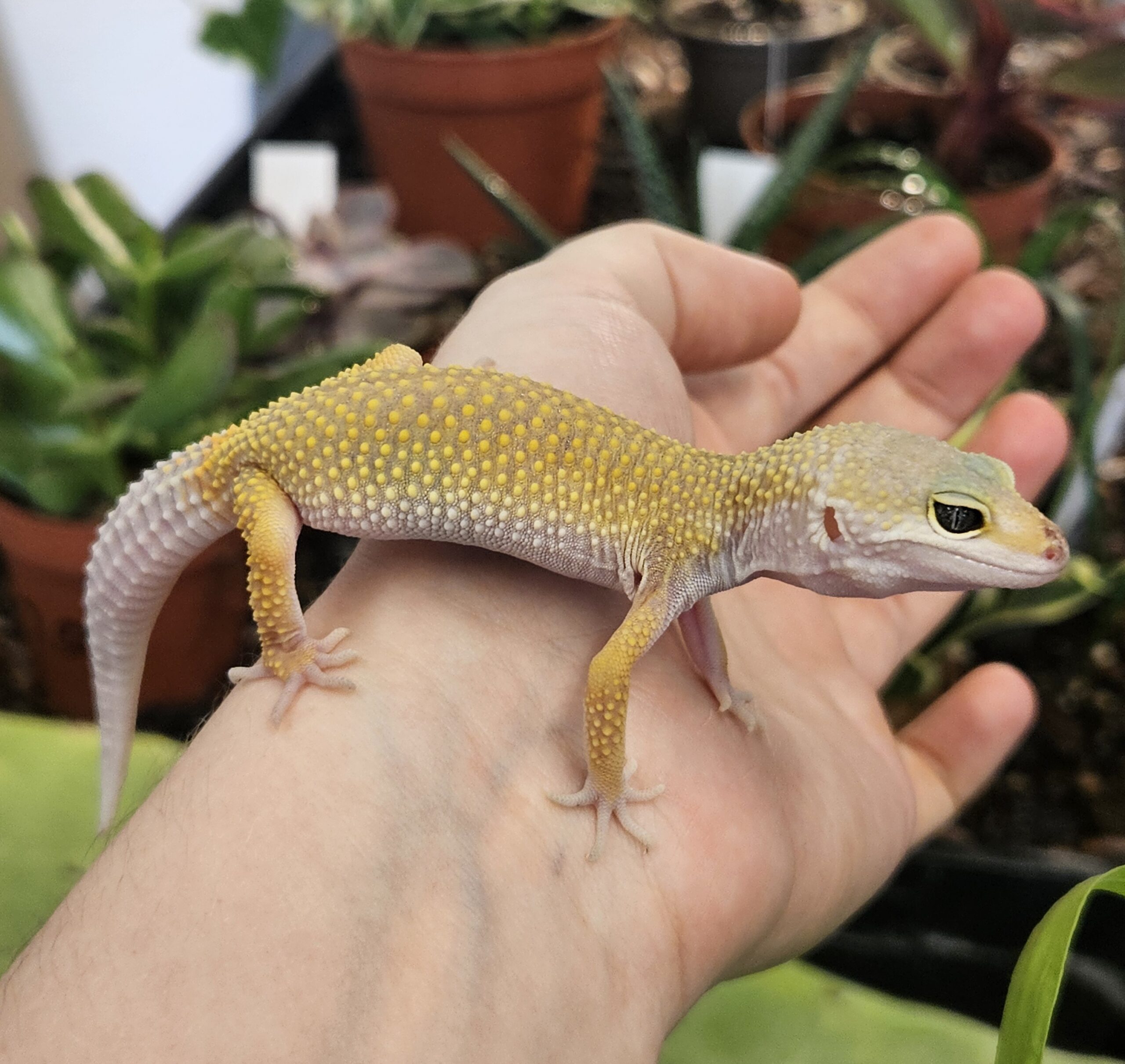 CB26 Leucistic Leopard Gecko