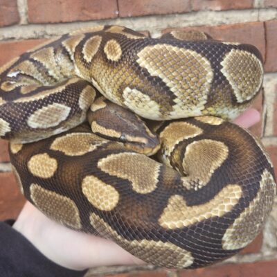 Adult Wild Type Royal Python