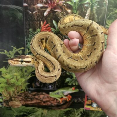 CB25 Pastel Pinstripe Royal Python