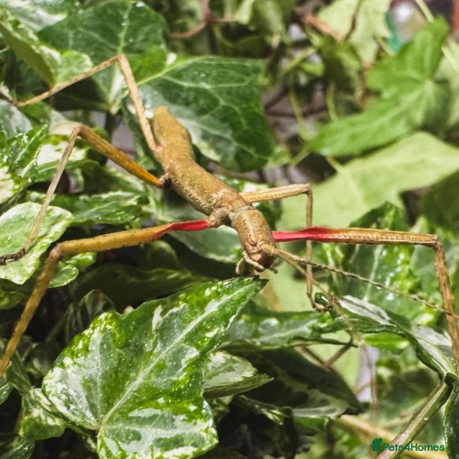 originalImage (2) (1)