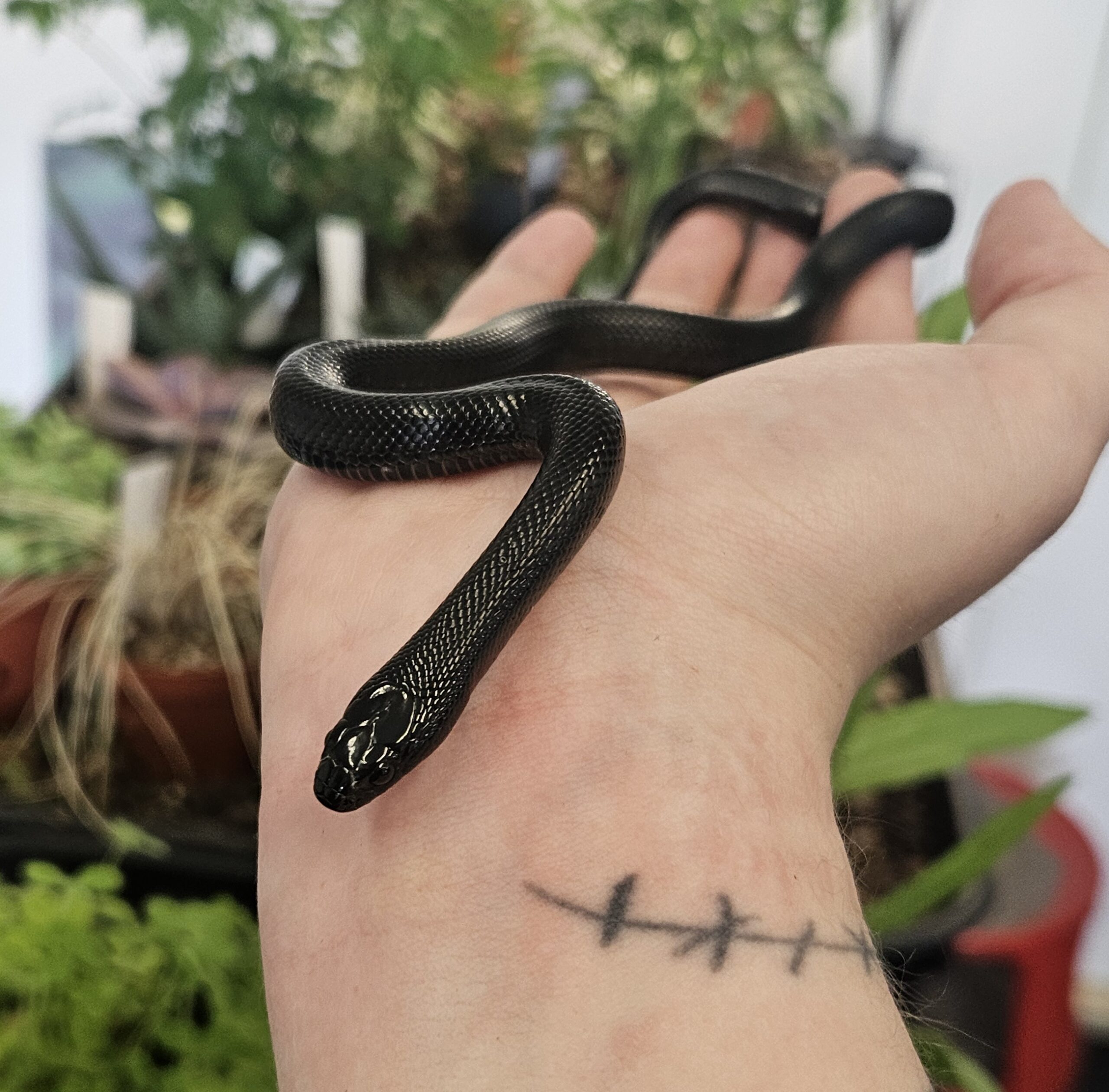 CB26 Mexican Black Kingsnake