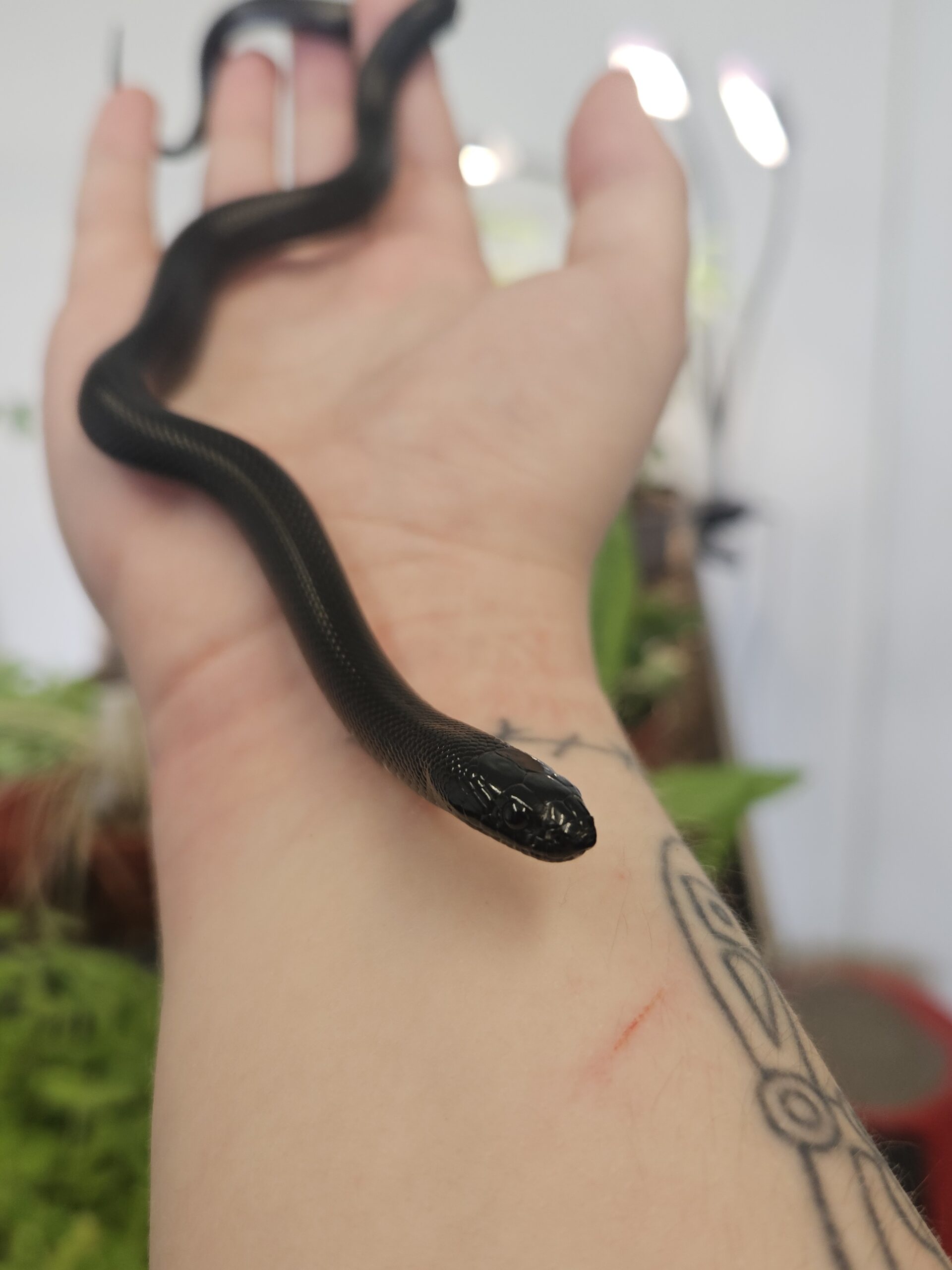 CB26 Mexican Black Kingsnake - Image 2