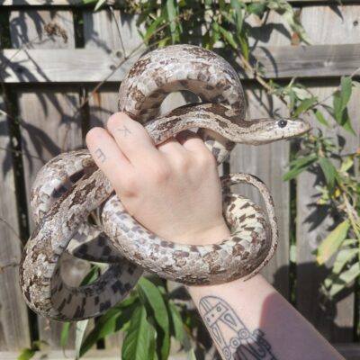 Anery Corn Snake Adult [Squid] (REHOME ANIMAL)