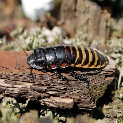 67bf088cab379f0b15c47d67_67b0693b563981b63fab9c8c_Hissing 20Cockroach